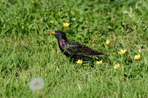 Starling on the grass